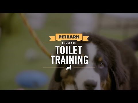 How to toilet train your puppy in no time