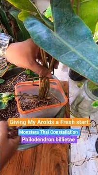 🌿 Repotting My Monstera Thai Constellation & Philodendron Billietae 🪴✨