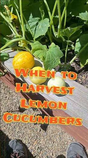 LEMON CUCUMBER HARVEST TIPS #cucumber #harvest #garden #gardentips