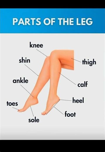 Parts of the Leg