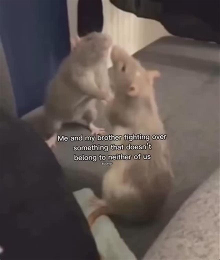 myuu on Instagram: "Still 🤧 . . . . . . #viral #view #instagood #instamood #foryou #viralvideos #viralvideos #funny #growth #selflove #exploremore #rat #siblings #main #meme #memepage #ur_myuu @ur_myuu"
