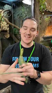 Do All Monitor Lizards Live In Trees How Old Do Monitor Lizards Live