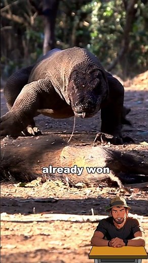 The Venomous Truth: What Really Happens After a Komodo Bite