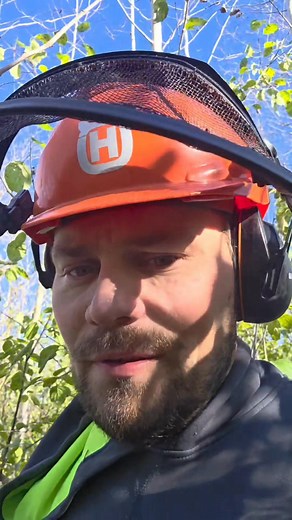 This is a massive mistake many landowners make before they log their timber. | Purpose-Filled Habitat Management