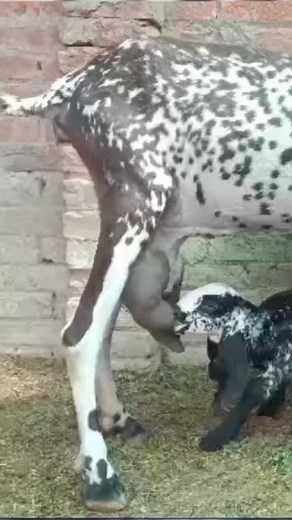 03-09-41-268-97 Looking for a new home Age 8 daant 2nd timer 2sra suwa Sath ma 1 male bacha Milk average 2.5 litter Location Herbanpura Lahore 👍 #chiraghgoatfarm #thakydaraziz #shoukataziz #fypシviralシ2024 #trendreels2024 #fypシ゚viralシ #trendingreels #fypシ゚viral #fypシ #everyonefollowers #BeetalGoat #makhicheenigoat #cheenibakri #lahore | Thakydar Ustad Aziz