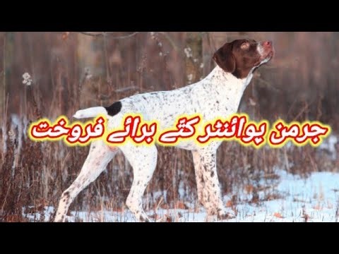 German pointer Dog Available For Sale In Pakistan | Hunting Dog |