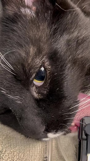 Cat Entropion Surgery: Treating Eye Problems