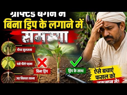 बिना ड्रिप के ग्रैपटेट बैगन की खेती में समस्या 