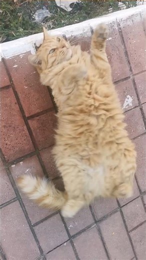 Lazy cat life 🐱💤 Chilling with the Ceiling Fan, one paw at a time 😴 #ceilingfan #funny