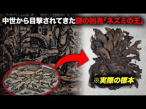 The mysterious phenomenon known as the "King of Rats" has terrified people since the Middle Ages ...