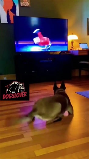 TV-Obsessed Dog Copies Dancing Show