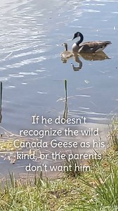 [FULL STORY BELOW] If this story moved you, please support our work in rehabilitating our native wildlife! Every cent counts, and helps us cover the labor, housing, food, medicine, and expertise required to do the best by our wild neighbors! https://swvawildlifecenter.org/make-a-donation/ ✨🪿✨ Rehabilitating orphaned wildlife isn't just hand-rearing baby animals. Sometimes you have go out into nature to rehome wild orphaned waterfowl, too! 🪿🪿🪿 This past summer, we received an orphaned gosling