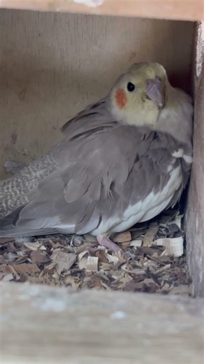 #cockatiel #birds #cockatielbird #cockatielsinging #cockatielsound #parrot #pets #ytshorts #shorts