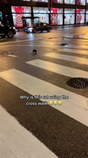 Giant Fat Rat Crossing the Street | Unbelievable Encounter