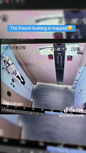 #helpanimals #frenchbulldog #frenchie #frenchiesoftiktok #bulldog #dogsoftiktok