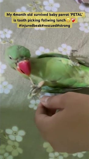 🦜❤️‍🩹#injuredbeak#cutebabyparrot #survivor #adorable#toothpicking