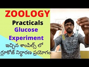 Glucose Test Experiment | ఇచ్చిన శాంపిల్స్ లో గ్లూకోజ్ నిర్ధారణ ప్రయోగం | Inter Zoology Practical’s
