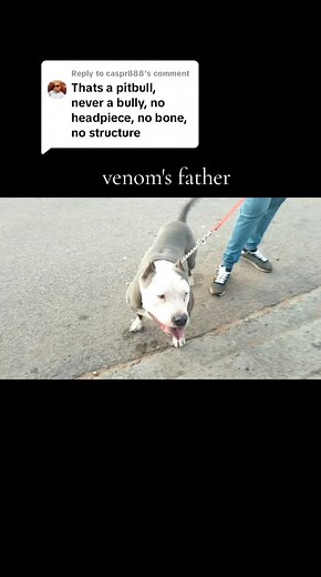 Replying to @caspr888 #americanbully #xlbully #powerbreed #southafricatiktok🇿🇦 #fyp #SAMA28