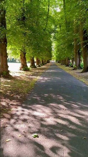 🌳🚶 A Walk Through a Tunnel of Trees | Nature’s Green Pathway 🌿✨