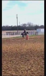 112 reactions · 21 shares | Roll N Stone 2019 Blue Roan Colt 7 panel Negative Homozygous black and homozygous Roan EE aa RNRN Perfect cross of Blue Valentine & Peptoboonsmal blood! NFS - Just sharing Future stallion for Aaron Ranch in Commerce Tx www.AaronRanch.com Chad Eubank Performance Horses has done a fantastic job getting him started for us! | Aaron Ranch | Facebook