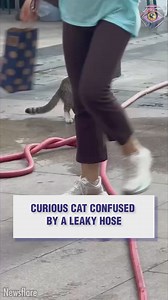 Cat engineer on duty | HomeChic