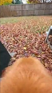 Giant Dog Goes Wild Running Through the House | Hilarious Pet Moment