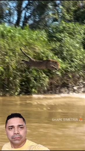 Jaguar misses the mark and jumps into the river after capybara