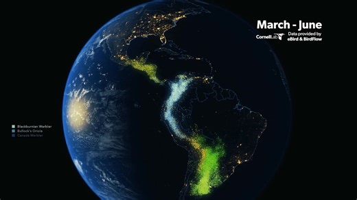 6.9K views · 56 reactions | Stunning Spring Bird Migration Map credit: Cornell Lab of Ornithology | Brilliant Maps | Facebook