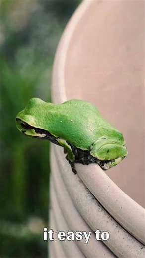 European Tree Frog Facts