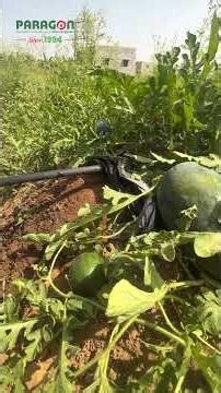 Best Dripline for Watermelon Farming in Gujarat | Farmer Success Story 🍉