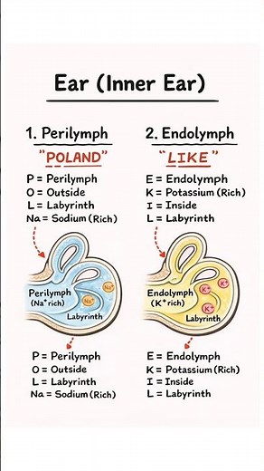 Perilymph vs Endolymph Explained | Inner Ear Fluids Made Easy 🧠👂 #NEET #Anatomy #Shorts #Med