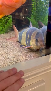 Massive clown loaches, blood parrot, and Flagtail at a local fish store 😳 | Cichlid Bros
