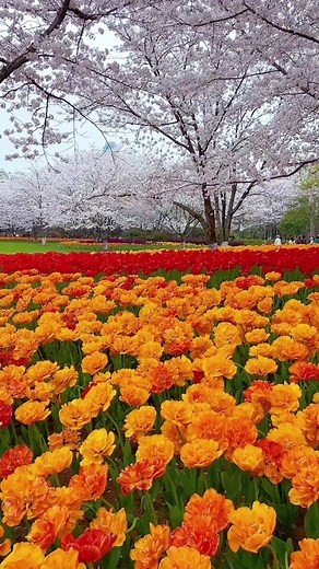 #Nature #flowers #fyp #foryou #scenery #beautiful #healing #travel #traveltiktok