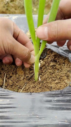 Green Onion Yield Increase Tip: Base Treatment + Mounding