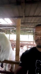 comel suara kambing hidung seget ni.. | Mex mohicanz exotic