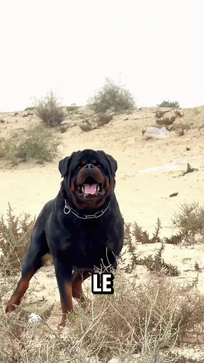 Rottweiler : le chien au cœur tendre et protecteur