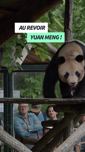 🐼Yuan Meng, le premier bébé panda né en France au zoo de Beauval est reparti en Chine où il intégrera le centre Centre de reproduction de Chengdu, où il sera chargé de perpétuer son espèce. | Agence France-Presse