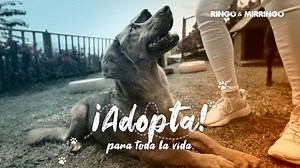 410K views · 9K reactions |  Solo dame un minuto de tu tiempo para que en mis ojos veas lo que siento... ¡Es tiempo de jugar, contigo quiero estar y por siempre juntos caminar!  ¡Adopta para toda la vida! Ringo te acompaña para que este nuevo amor sea lleno de sonrisas, juegos y ¡destellos de colores! Cambia su vida, cambia tu vida. Un #RingoLoCambiaTodo y llena el corazón de felicidad. | EfectoRingo | Facebook
