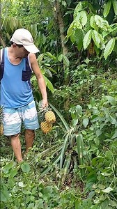 Satisfying harvest pineapple. #farmlife #satisfying #nature #fruit #farming #harvest #pineapple