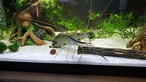 After owning this shrimp for 2 years I think I've finally figured out his species: he's a long armed shrimp, 5" and still growing! We call him Wolfgang, and he just got upgraded from a 5 gallon to a 10 gallon