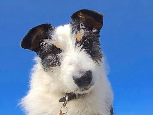 Dog Head Tilt: Causes, Symptoms, and Treatment - Petful