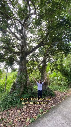 2M views · 10K reactions | Meet #Pili na siyang Tree of Life din para sa mga Bicolano! #PhilippineNativeTrees #PhilippineBiodiversity | Celine Murillo | Facebook