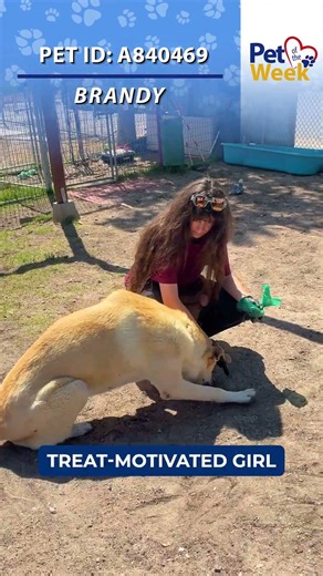 Pet of the Week: Brandy