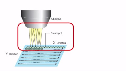 Confocal Microscopy 共聚焦显微镜