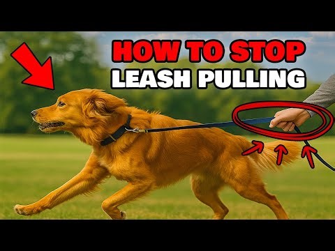 How To Stop Your Dog From Dragging You!