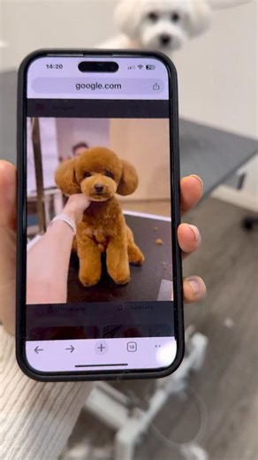 Fellpflege & Ausbildung zum Hundefriseur on Instagram: "Hund in der Referenz ist ein Pudel – auf dem Tisch steht aber ein komplett anderer Hund. Und genau hier entstehen oft falsche Erwartungen. Ich sehe das fast täglich: Ein Foto, eine Wunschvorstellung – aber eine ganz andere Fellstruktur, ein anderer Pflegezustand, ein anderer Hund. Ein Schnitt funktioniert nicht unabhängig vom Fell. Lockig ist nicht flauschig. Dicht ist nicht weich. Und „soll genauso aussehen“ ignoriert oft die Realität auf 