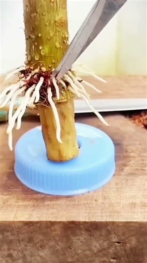 making a container from used bottle caps as a place to plant plants#youtubeshorts