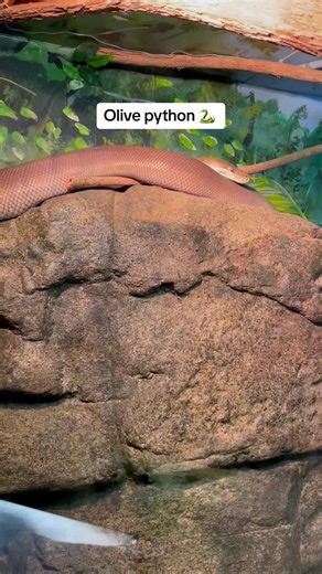 The olive python (Liasis olivaceus)[2] is a species of snake in the family Pythonidae. The species is endemic to Australia. Two subspecies are recognized, including the nominate subspecies described here With adults reaching over 4 m (13 ft) in total length (including the tail. is Australia's third-largest snake species (surpassed only by the amethystine python and Oenpelli python). Its high number of dorsal scale rows (61–72 at midbody), makes the skin look smoother than that of other pythons. 