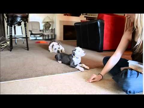 10wk Pitbull puppy 3rd training session (sit/down/look/leave food)