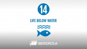 Iberdrola works to minimise impacts on maritime areas